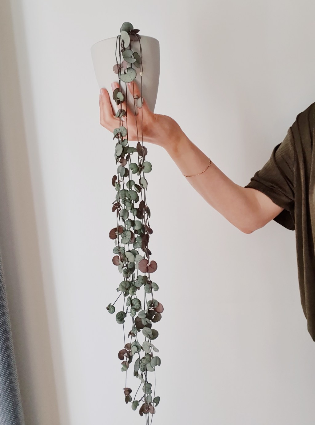 Ceropegia Woodii: cięcie pielęgnacyjne i propagacja (rozmnażanie) w 9&nbsp;krokach