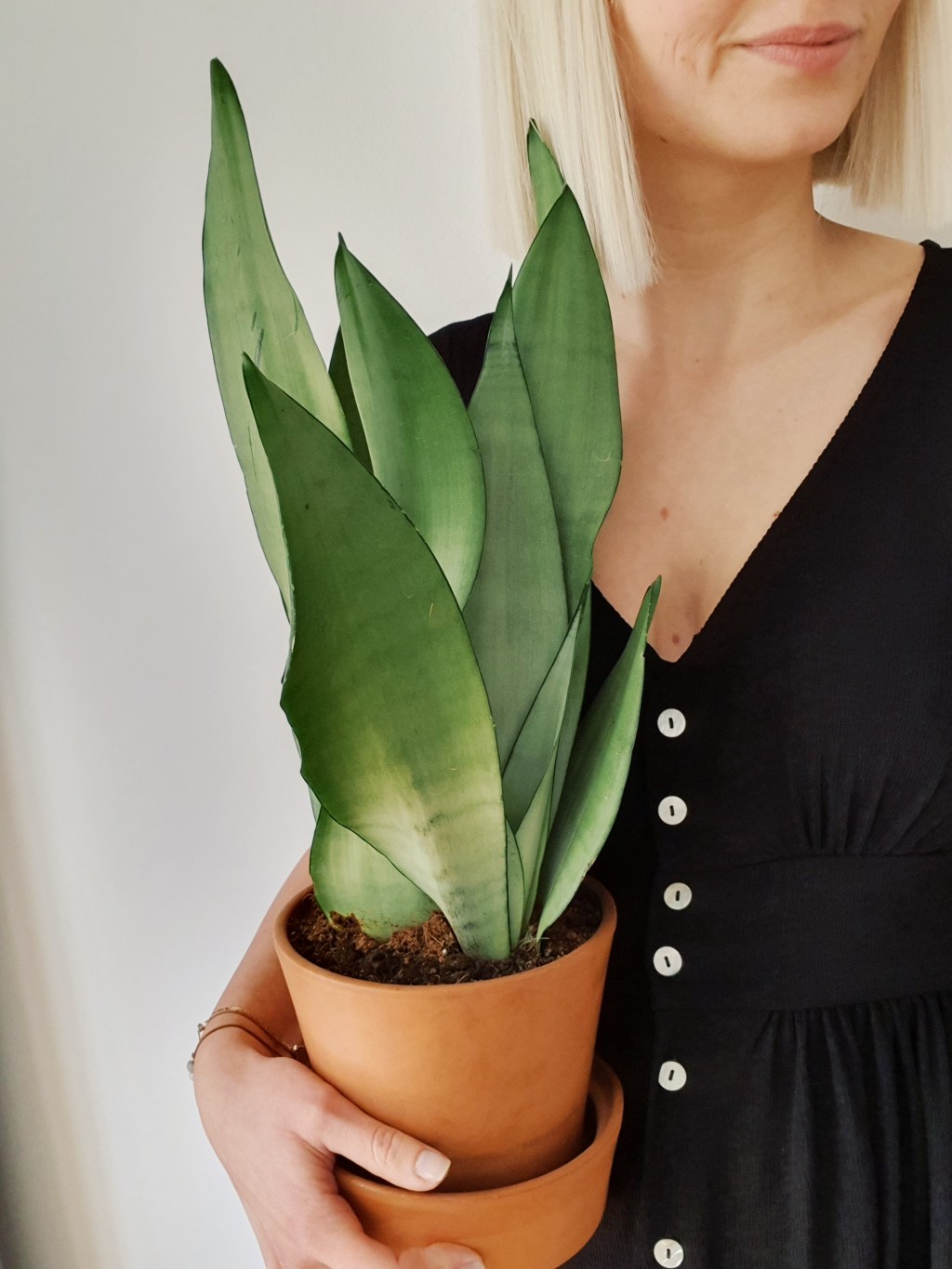 Sansewieria Gwinejska: roślina w pigułce. Wymagania i pielęgnacja