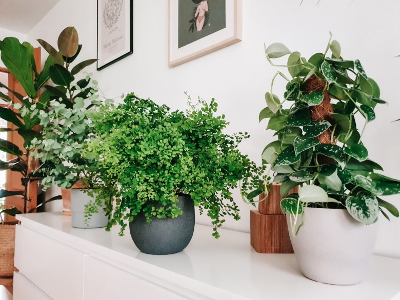 JAK PRZYGOTOWAĆ DOMOWĄ DŻUNGLĘ NA JESIEŃ