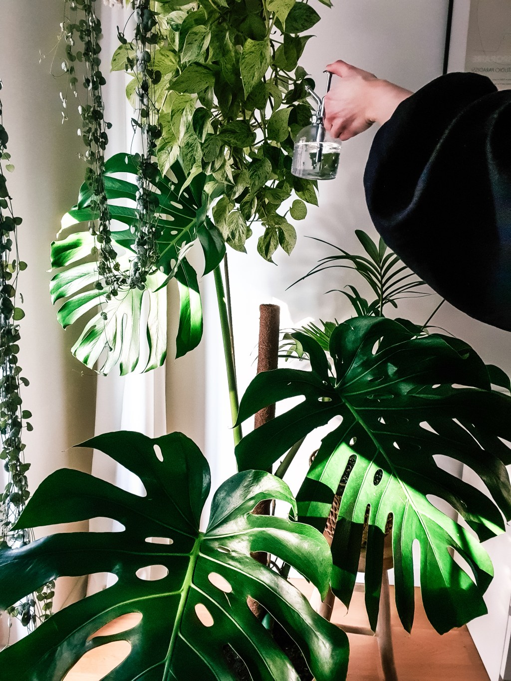 Jak i czym myć rośliny domowe