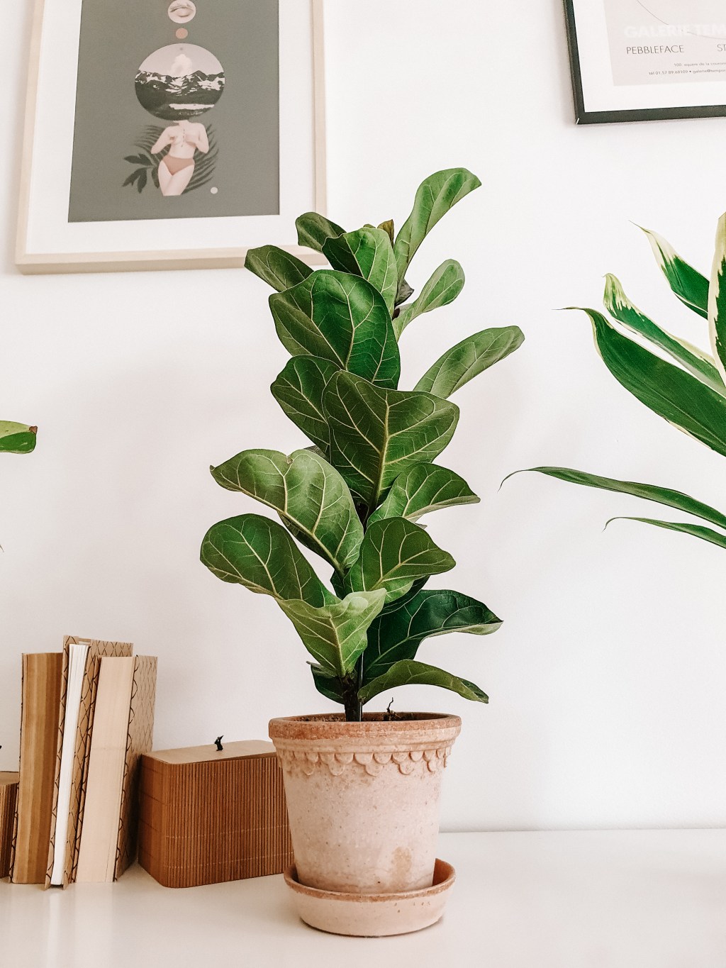 Fikus lyrata / dębolistny w pigułce. Wymagania i pielęgnacja.