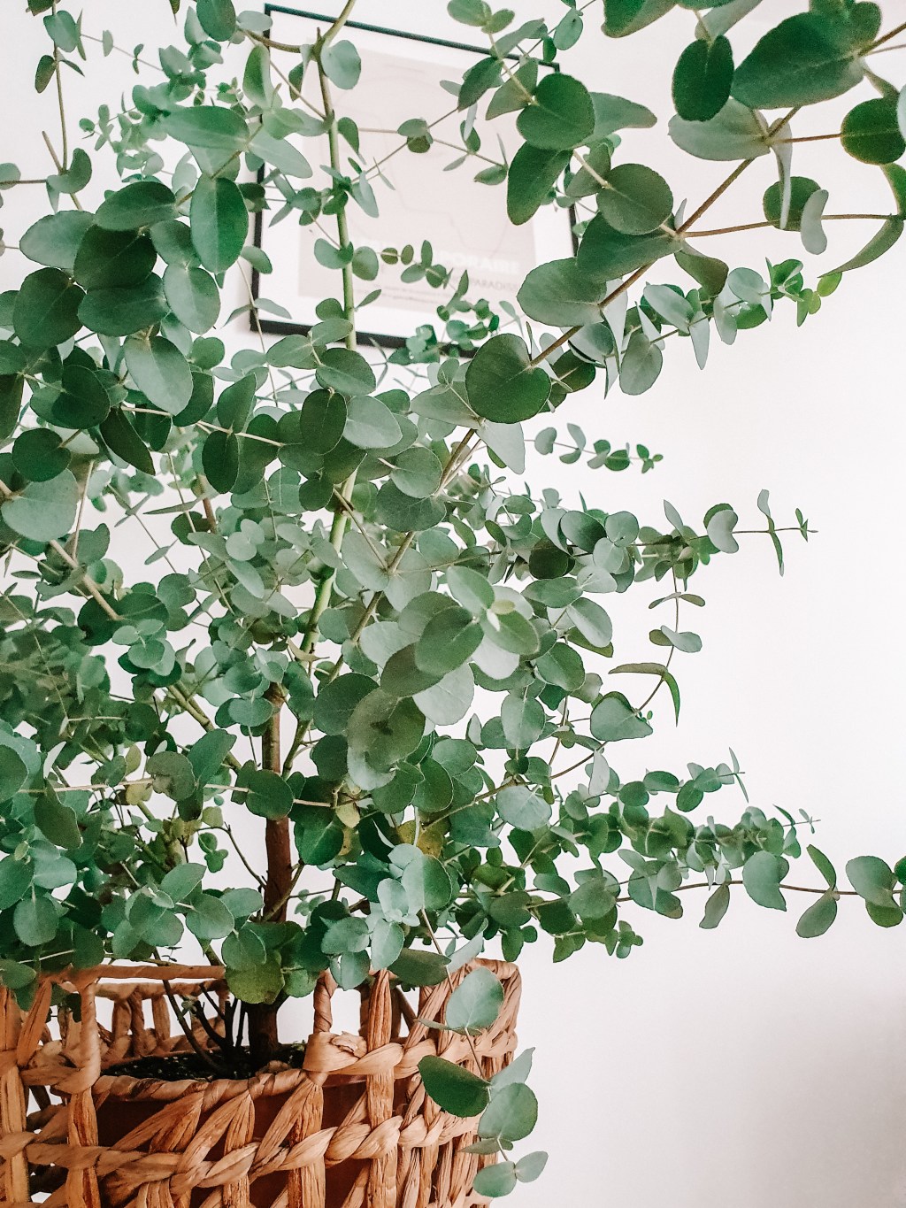 Eukaliptus Gunni: timeline wzrostu